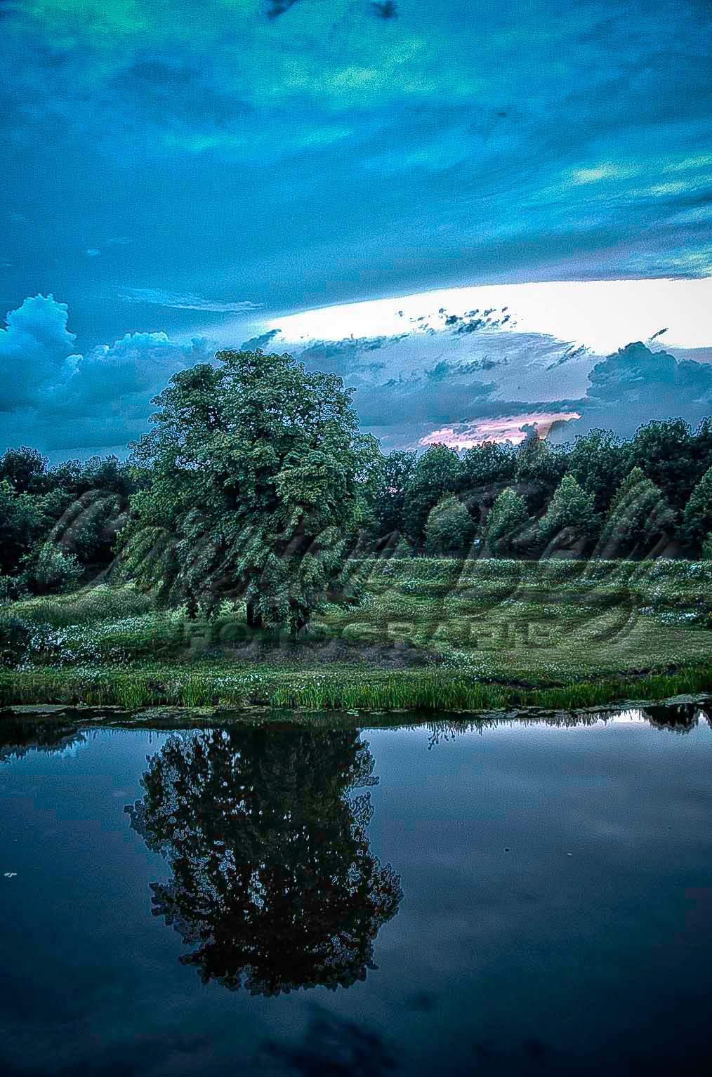 Baum in Bourtange