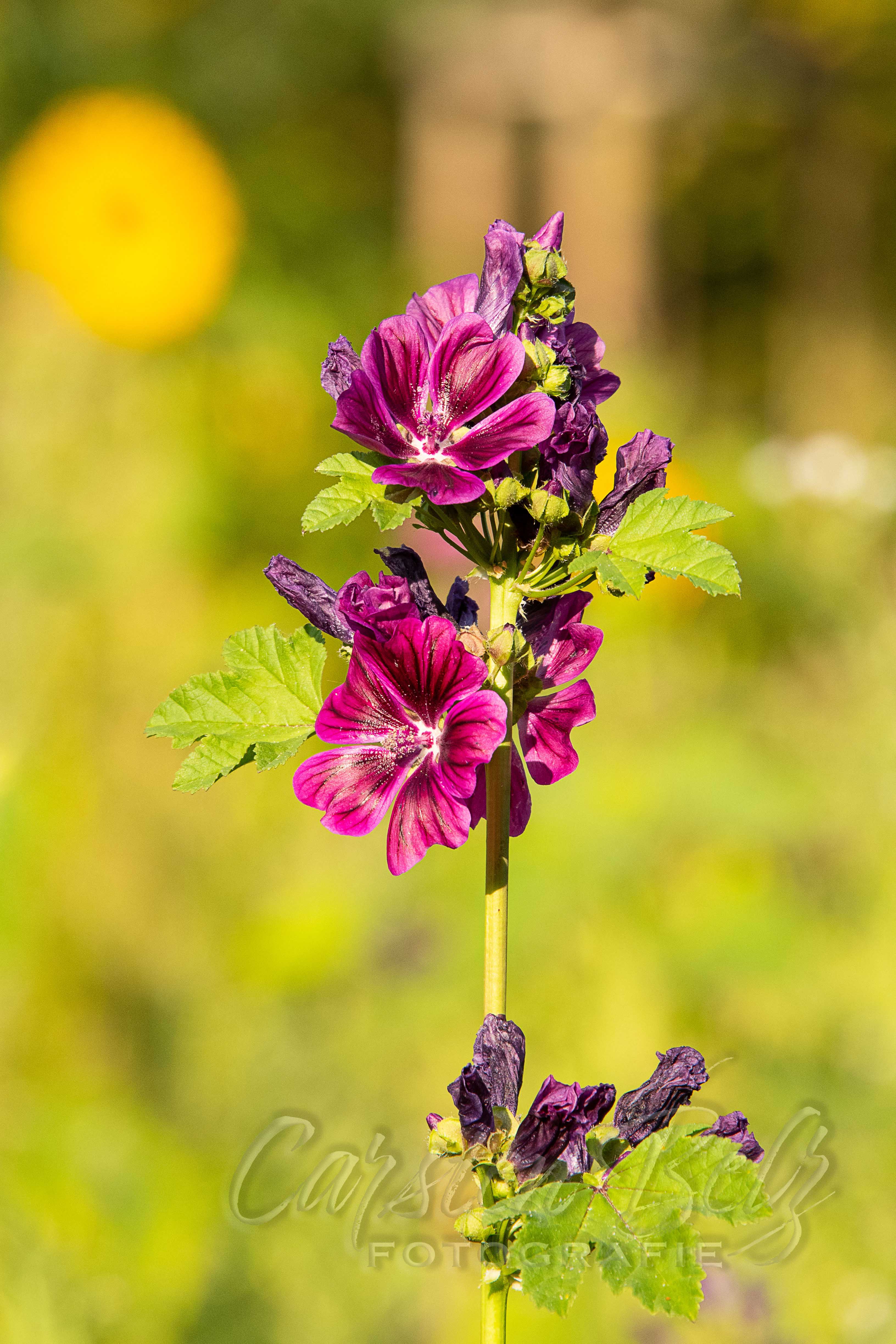 Blumenwiese_01
