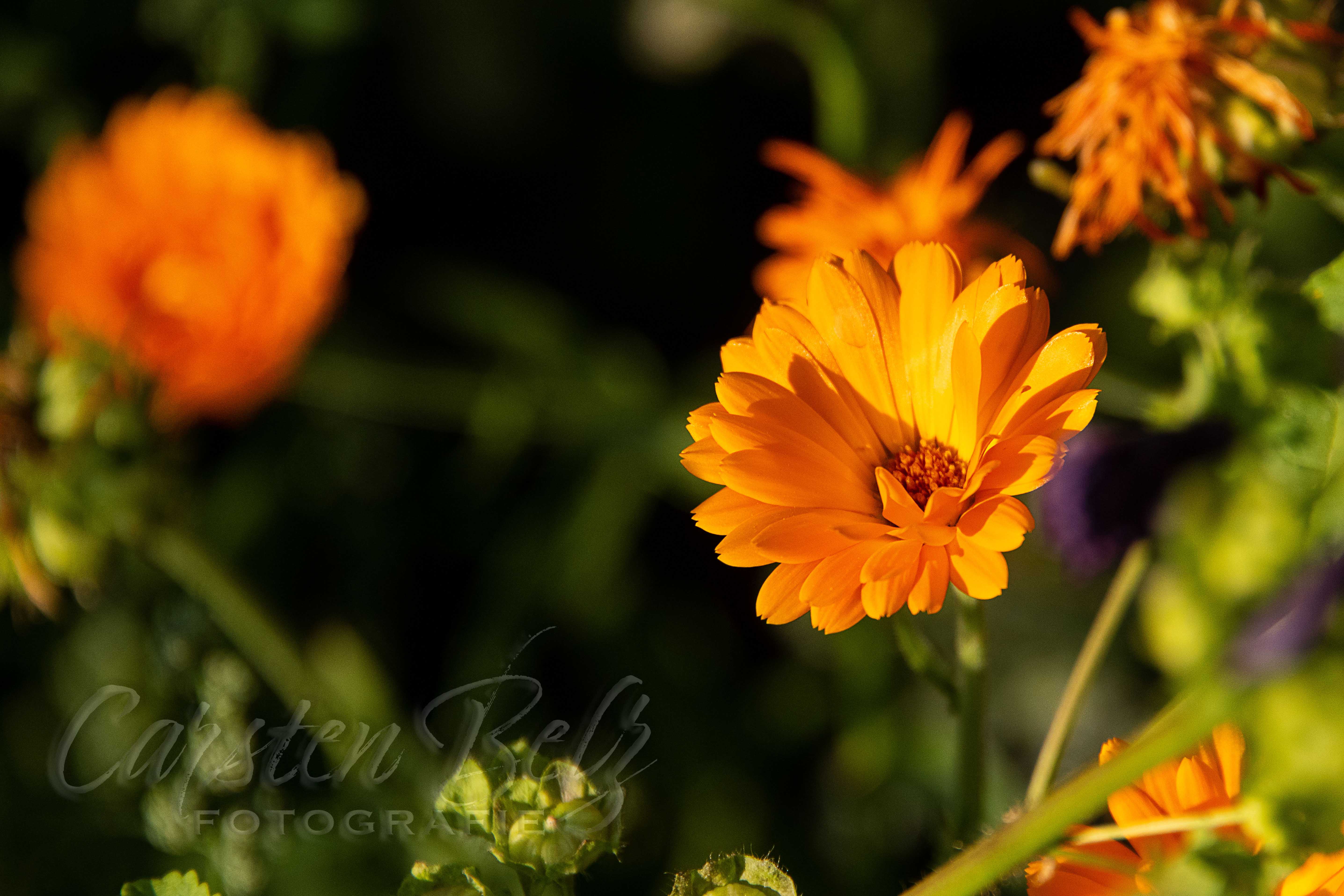 Blumenwiese_02