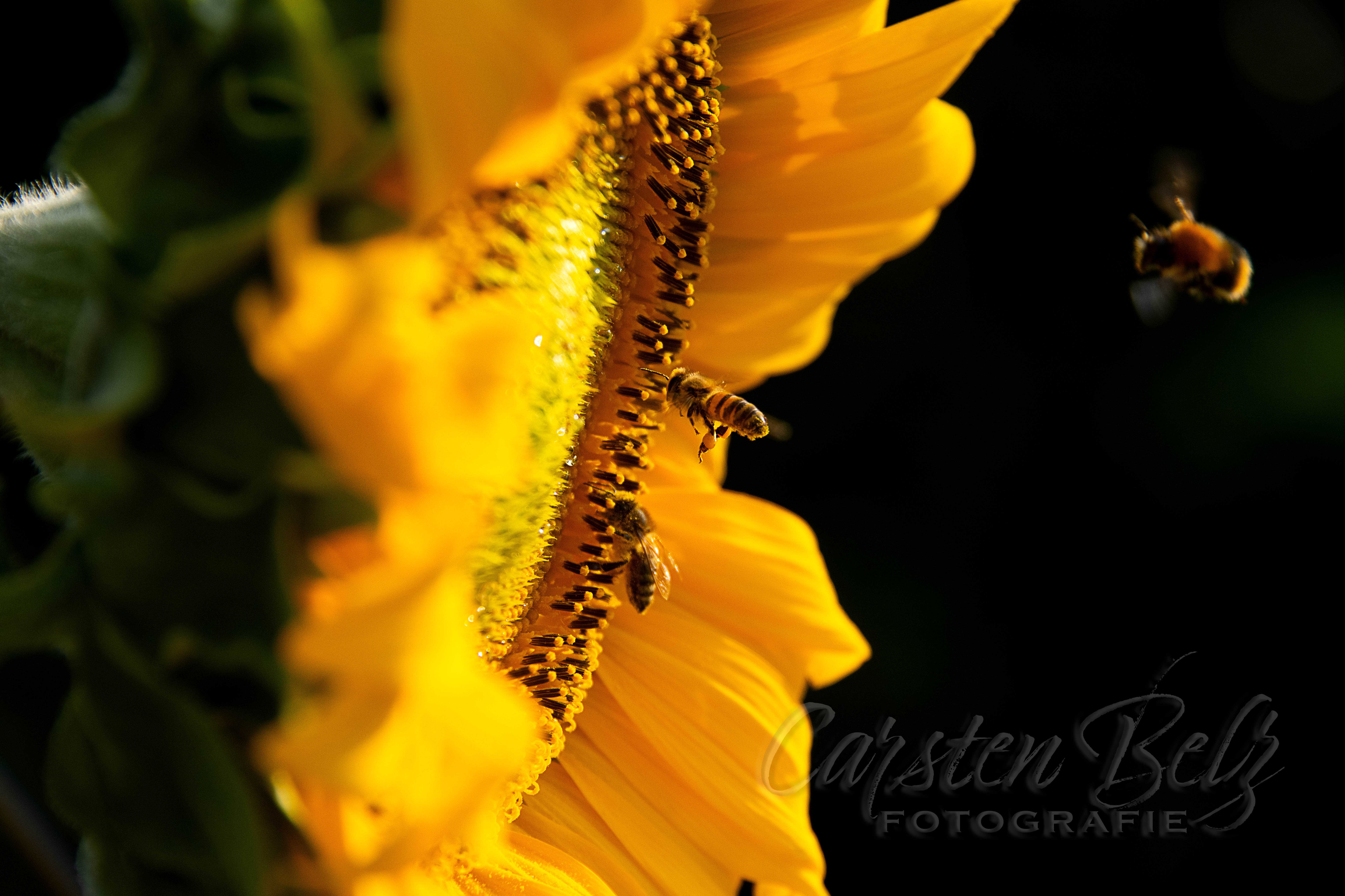 Blumenwiese_03