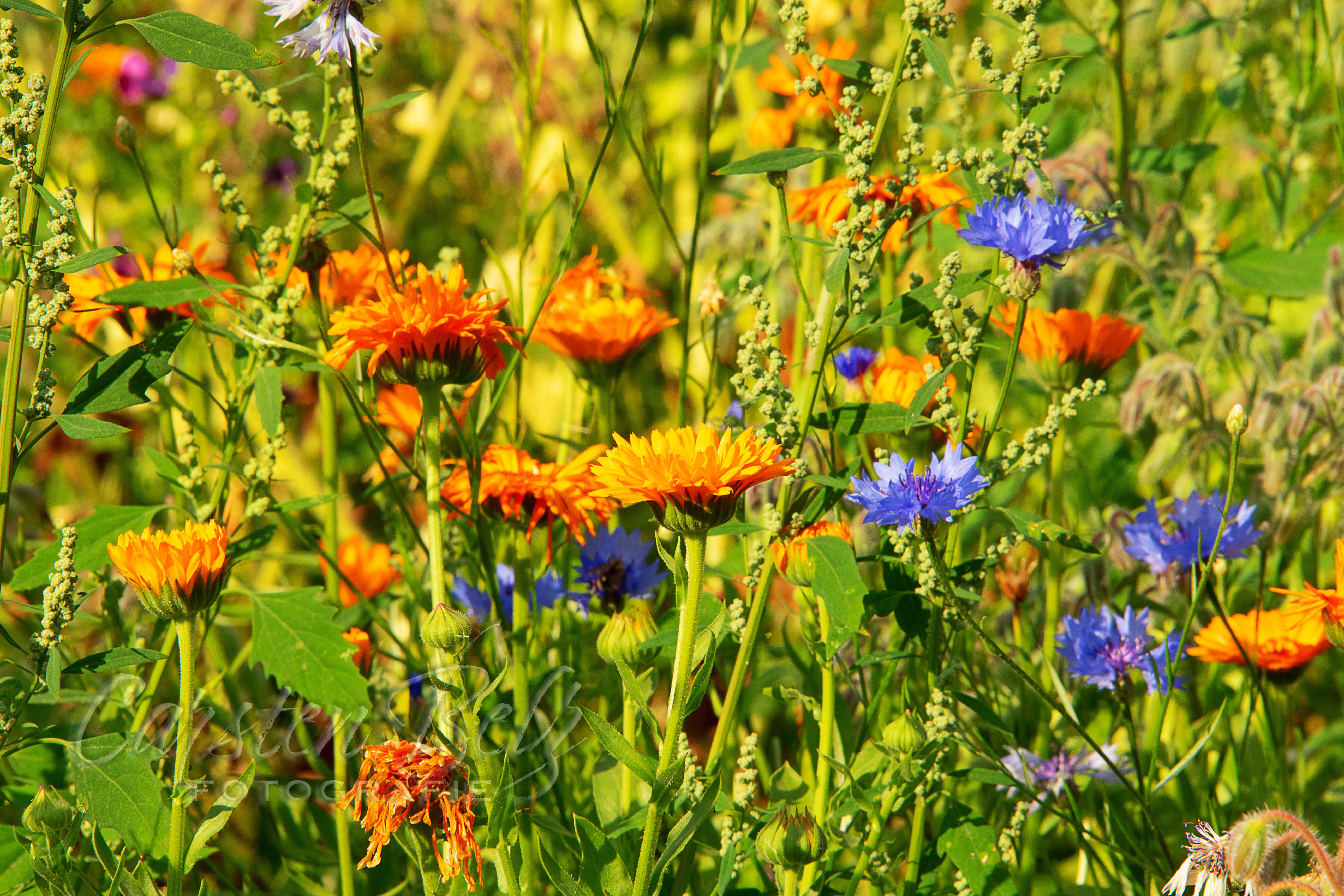 Blumenwiese_04