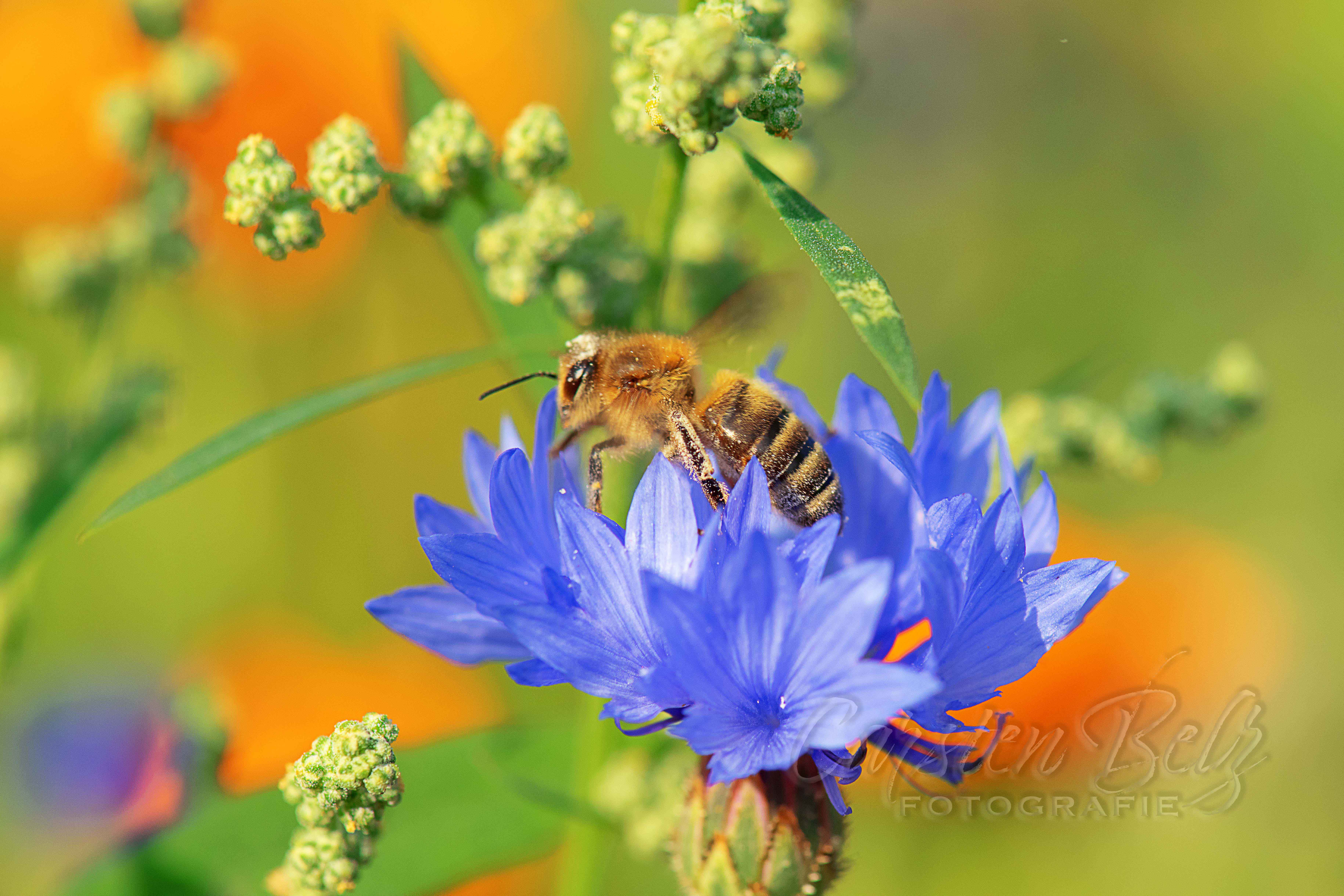 Blumenwiese_06