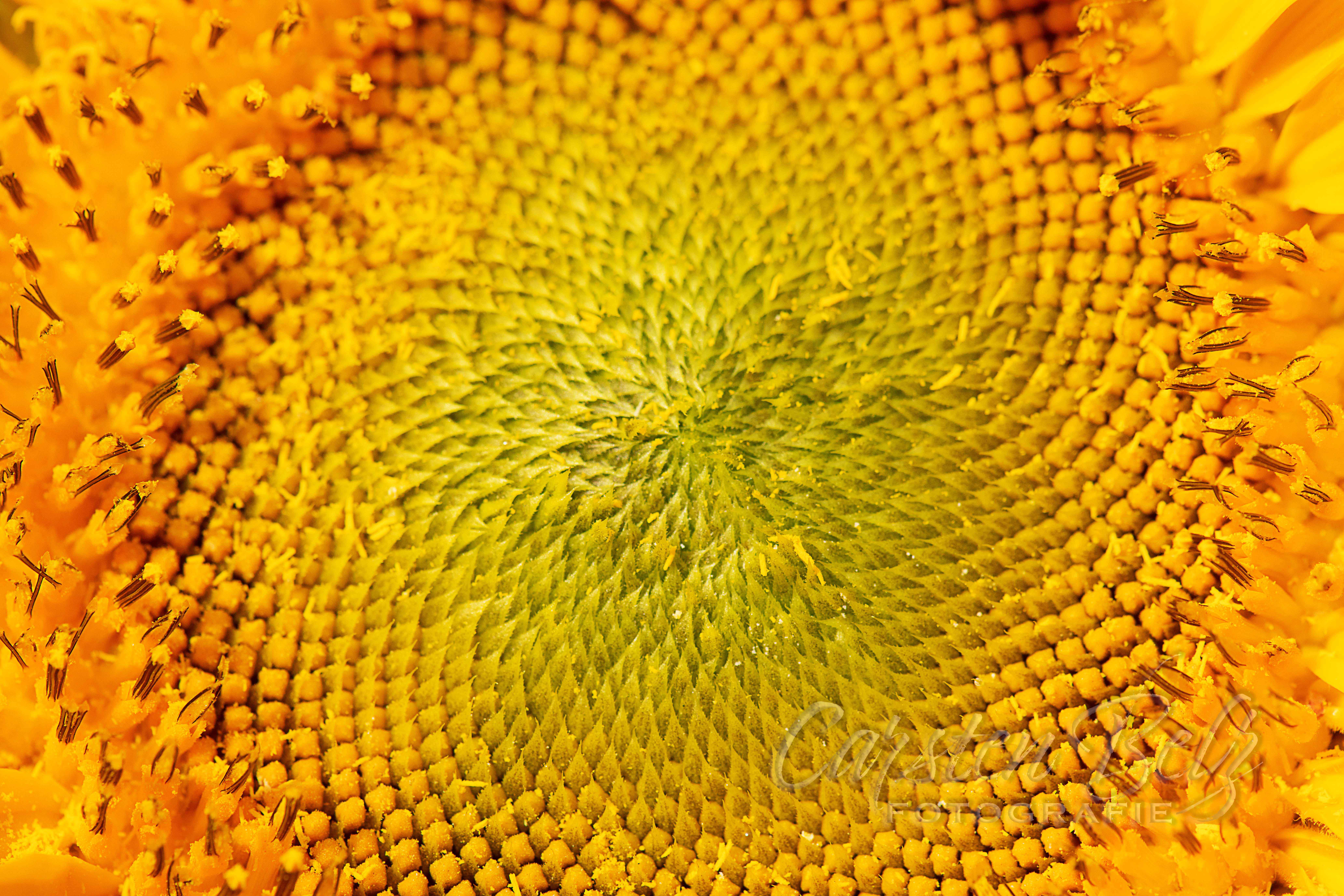 Blumenwiese_08