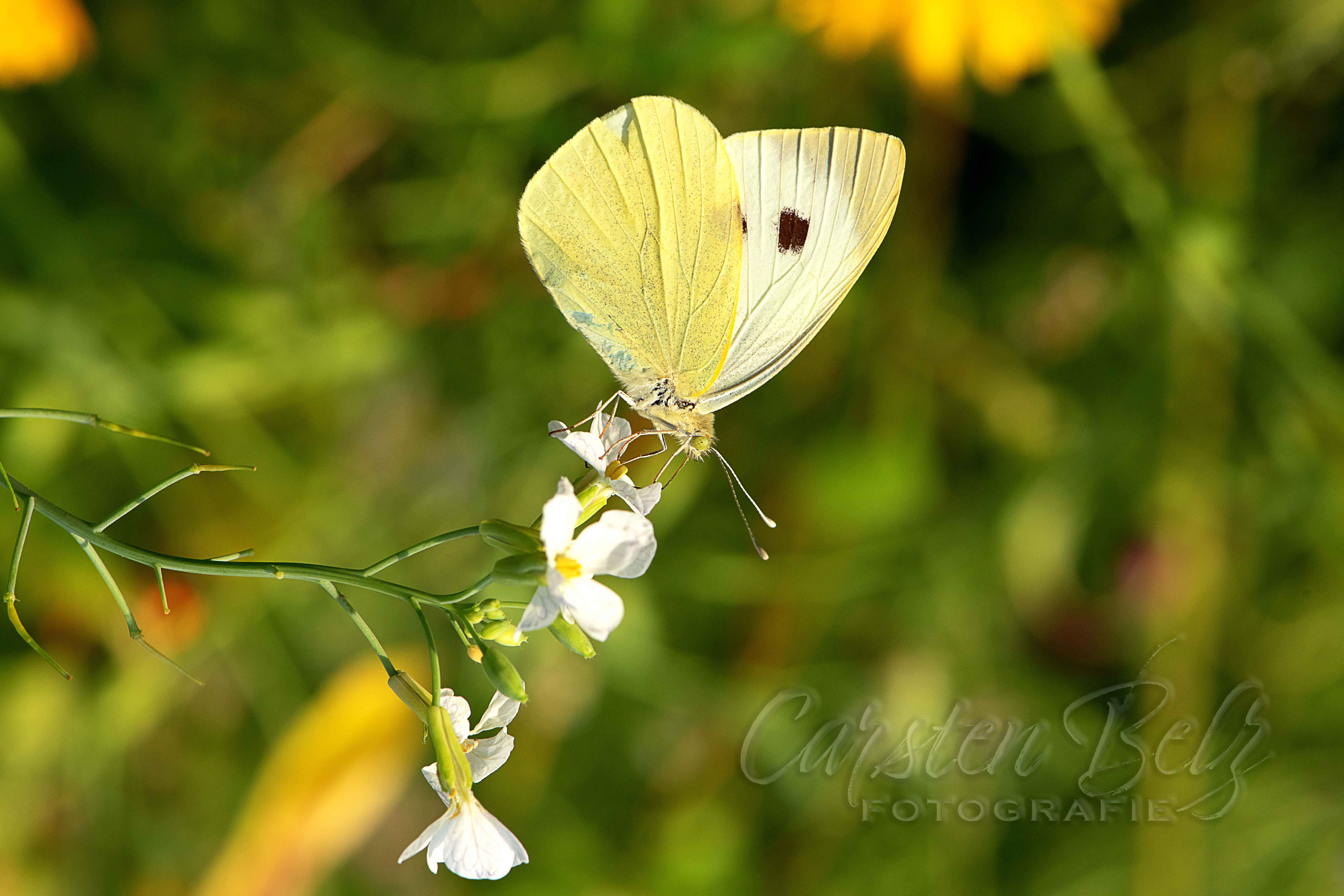 Blumenwiese_09