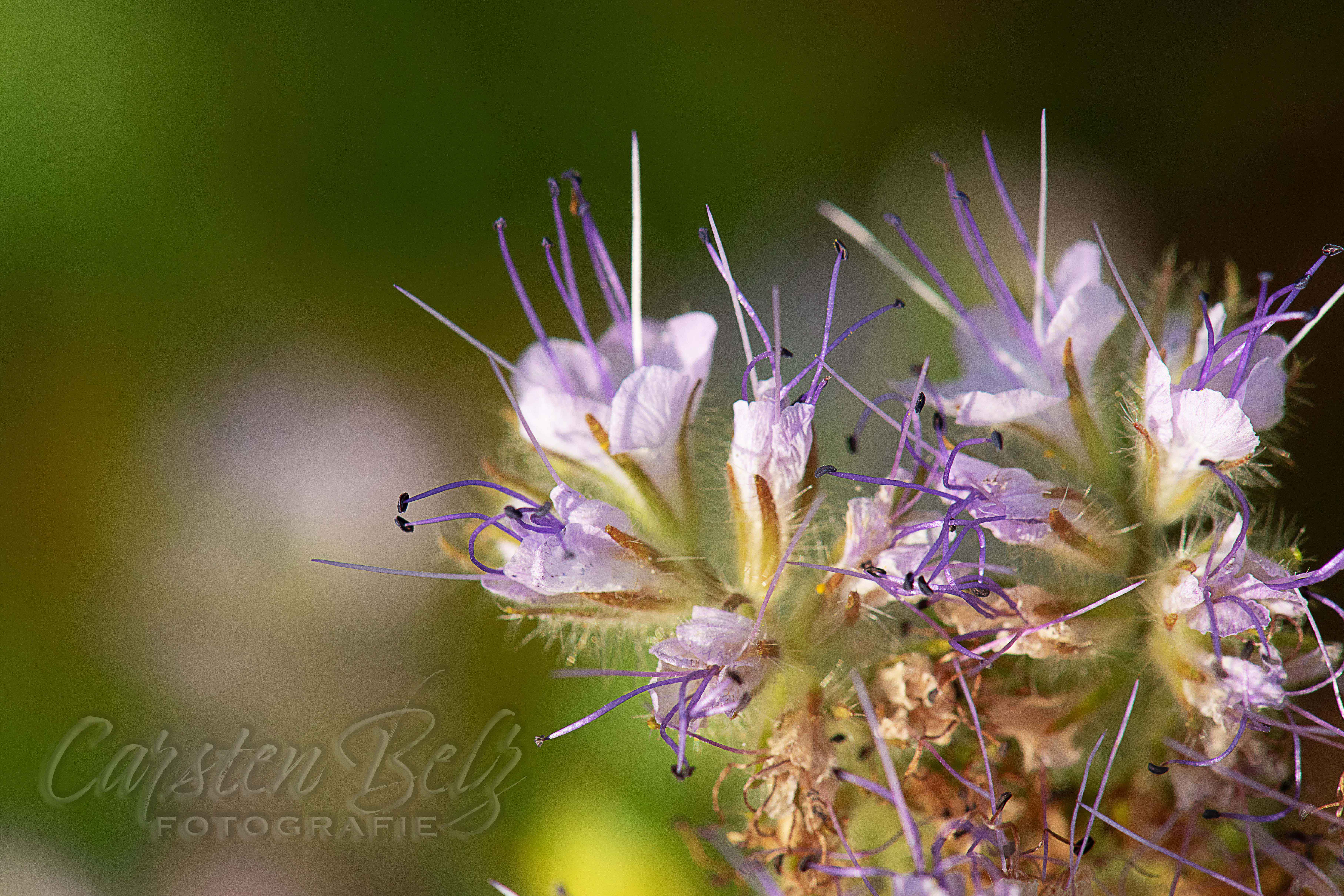 Blumenwiese_10