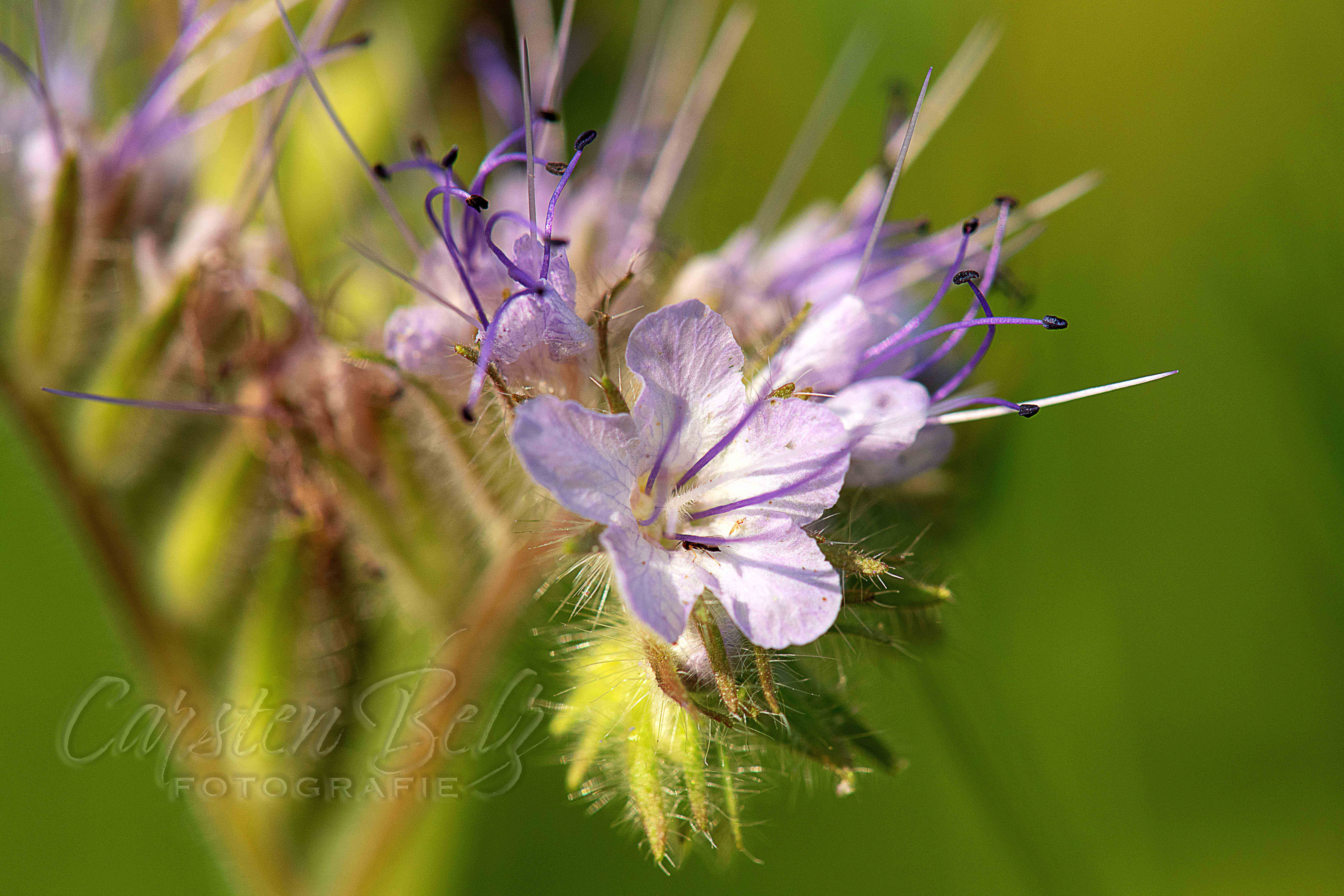 Blumenwiese_11