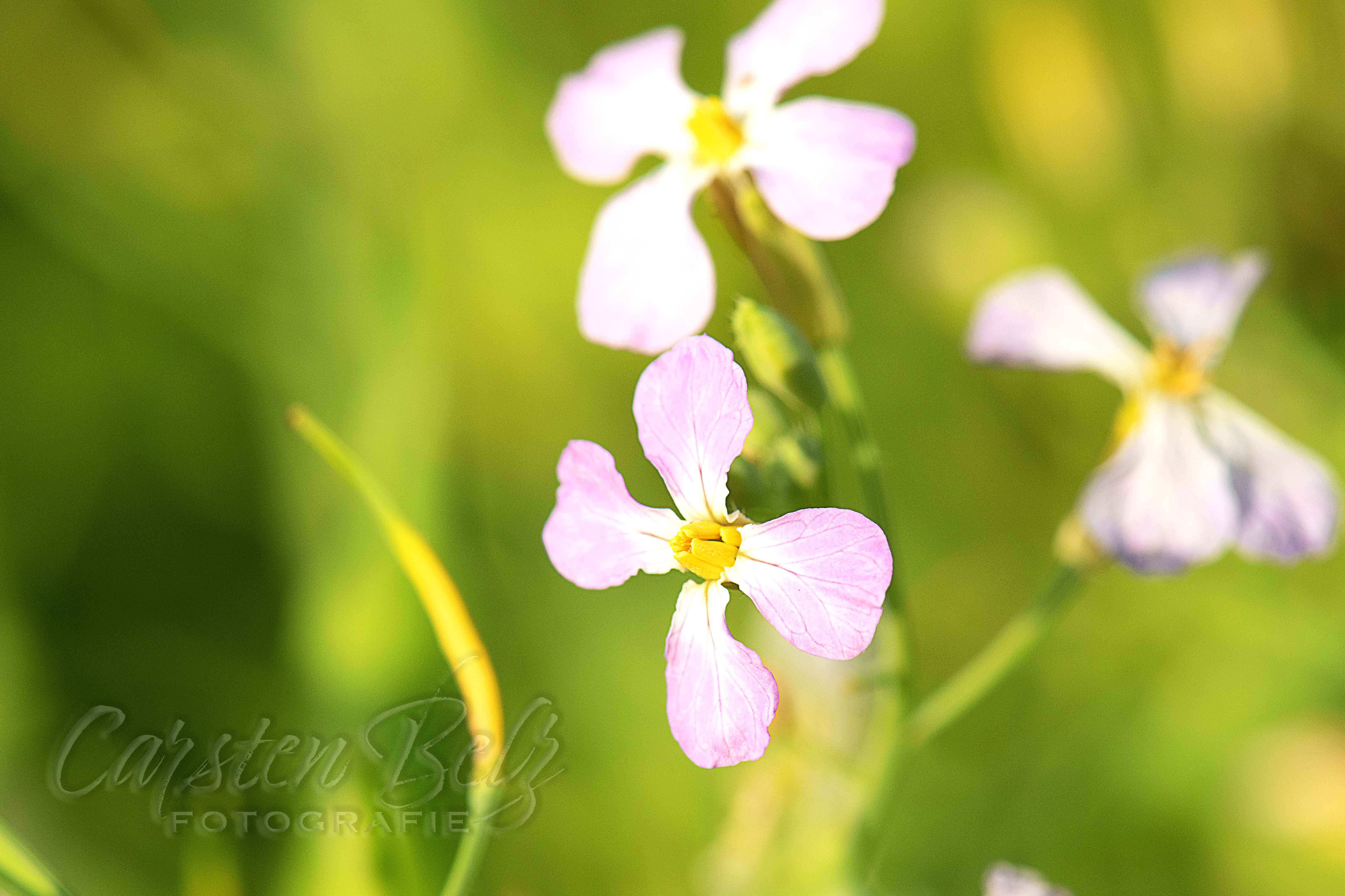 Blumenwiese_12