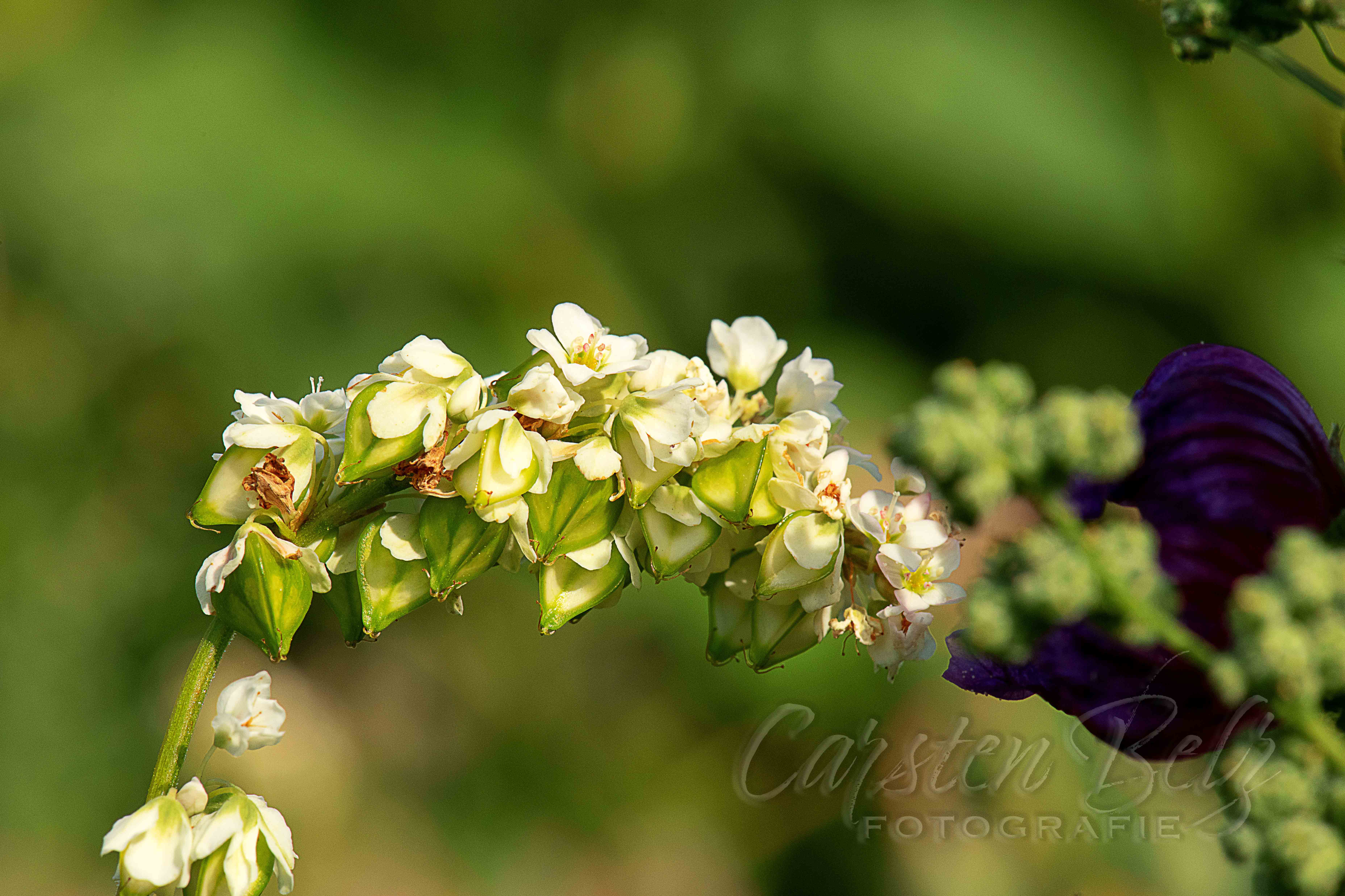 Blumenwiese_13