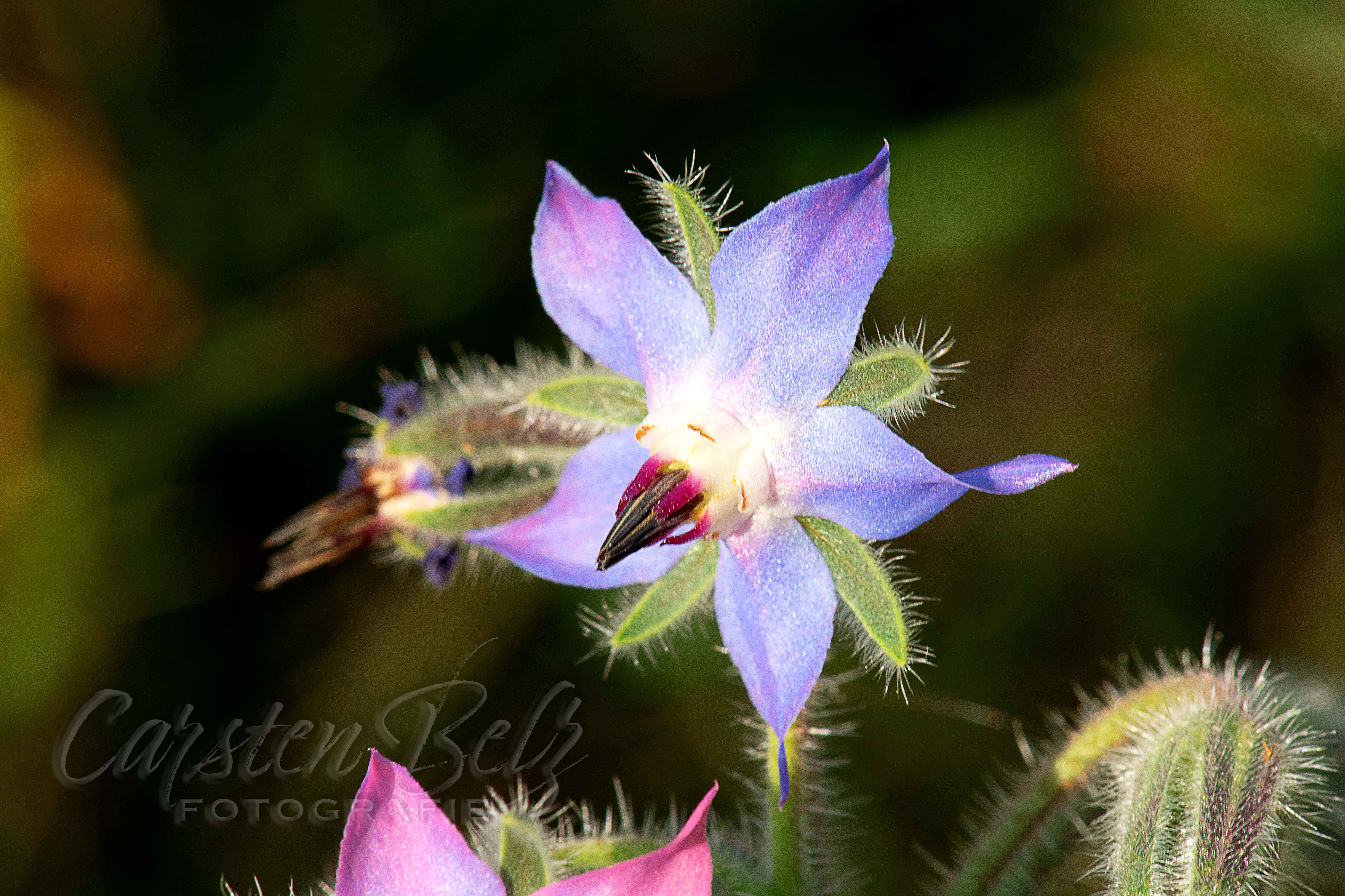 Blumenwiese_14