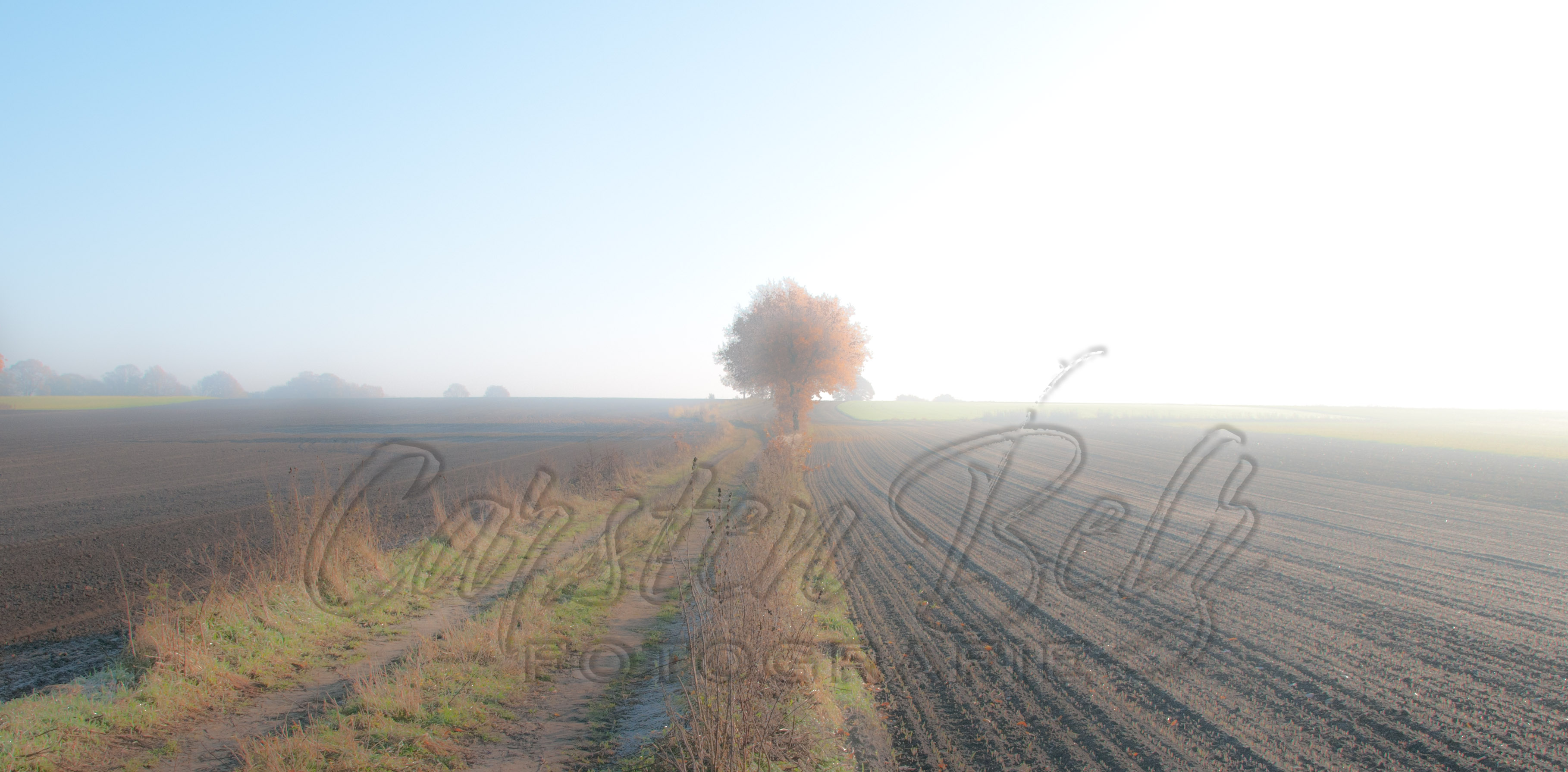 Feldweg mit Herbstbaum 1