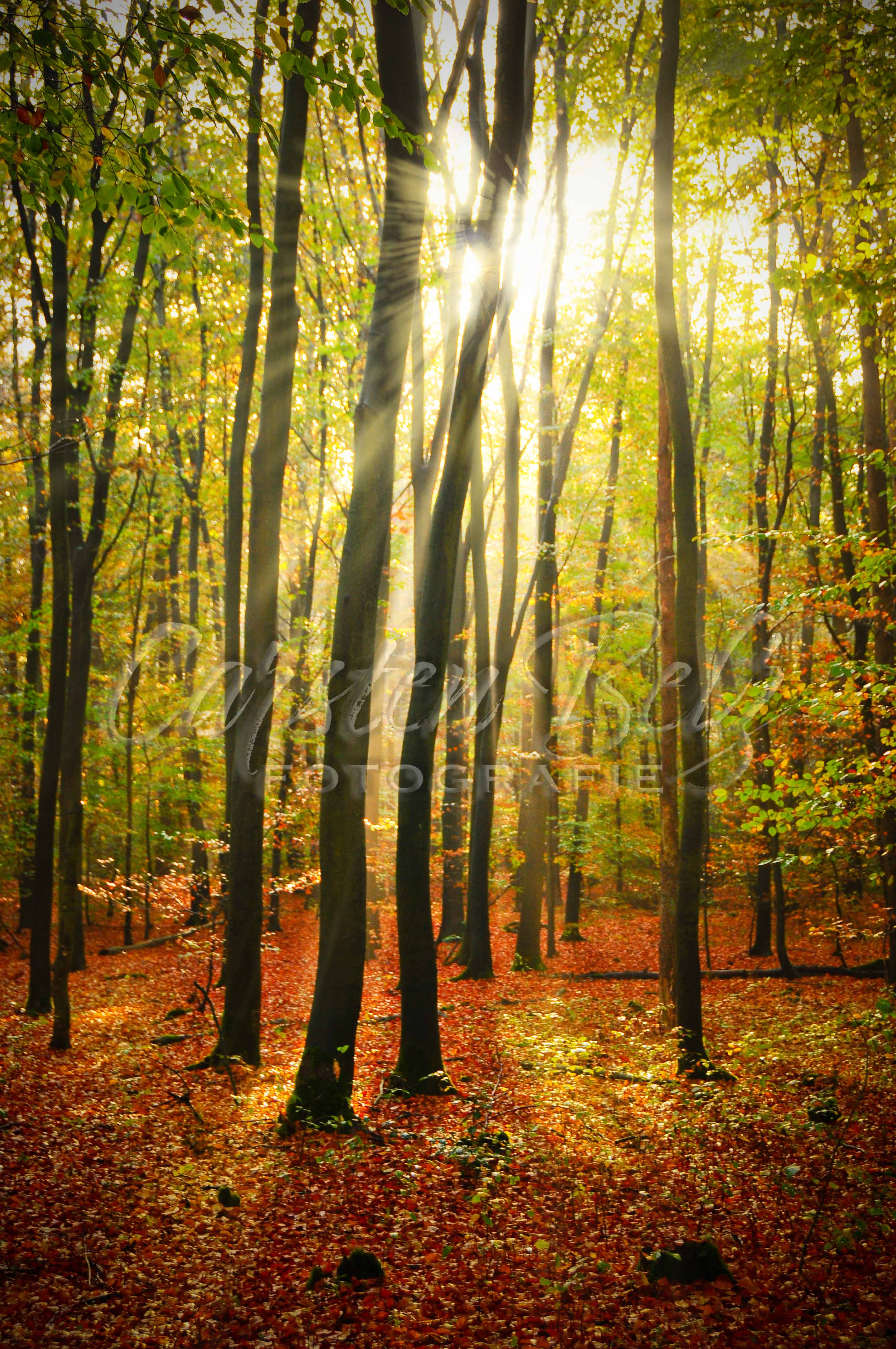 Herbstwald 1