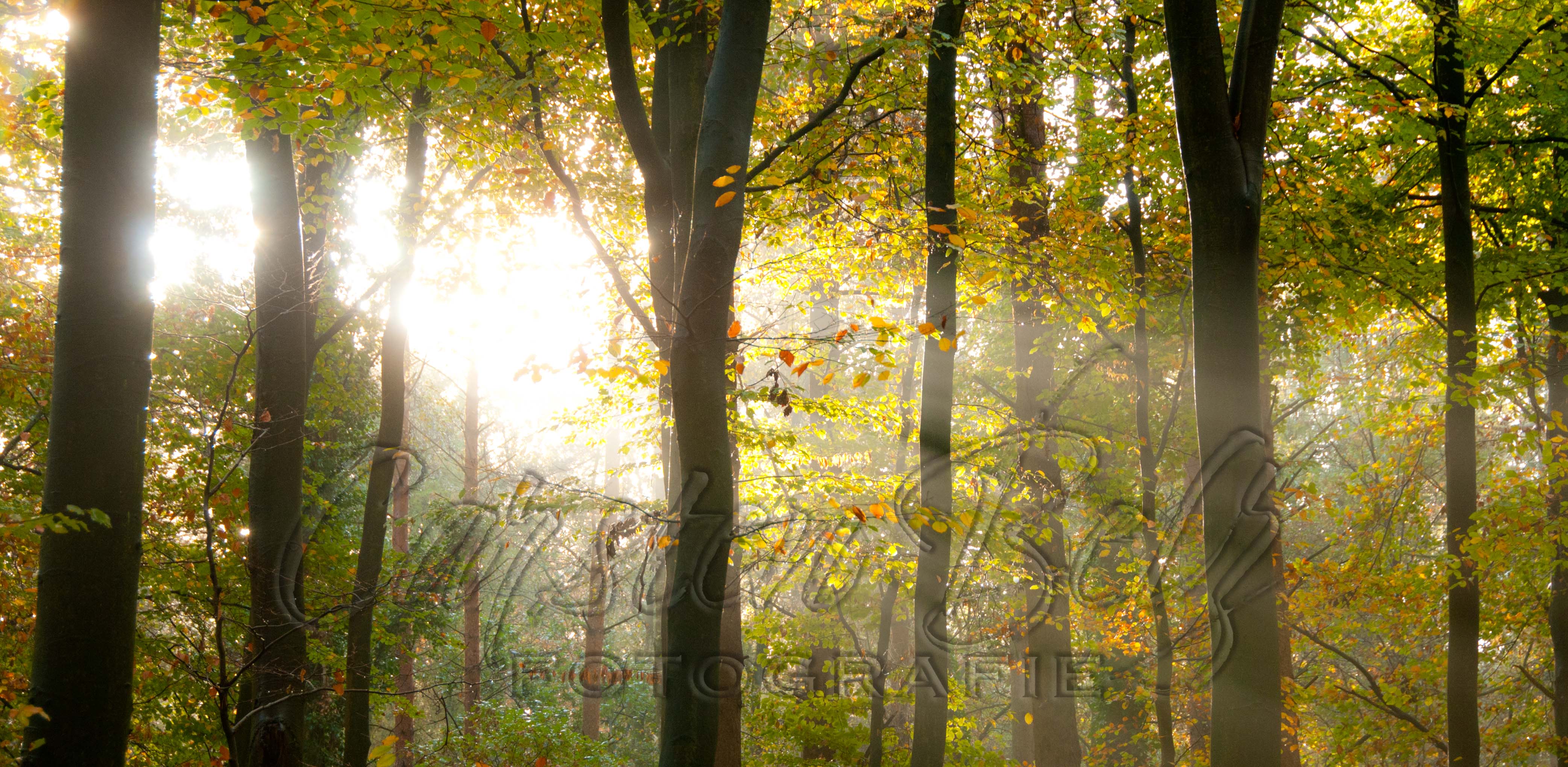 Herbstwald 2