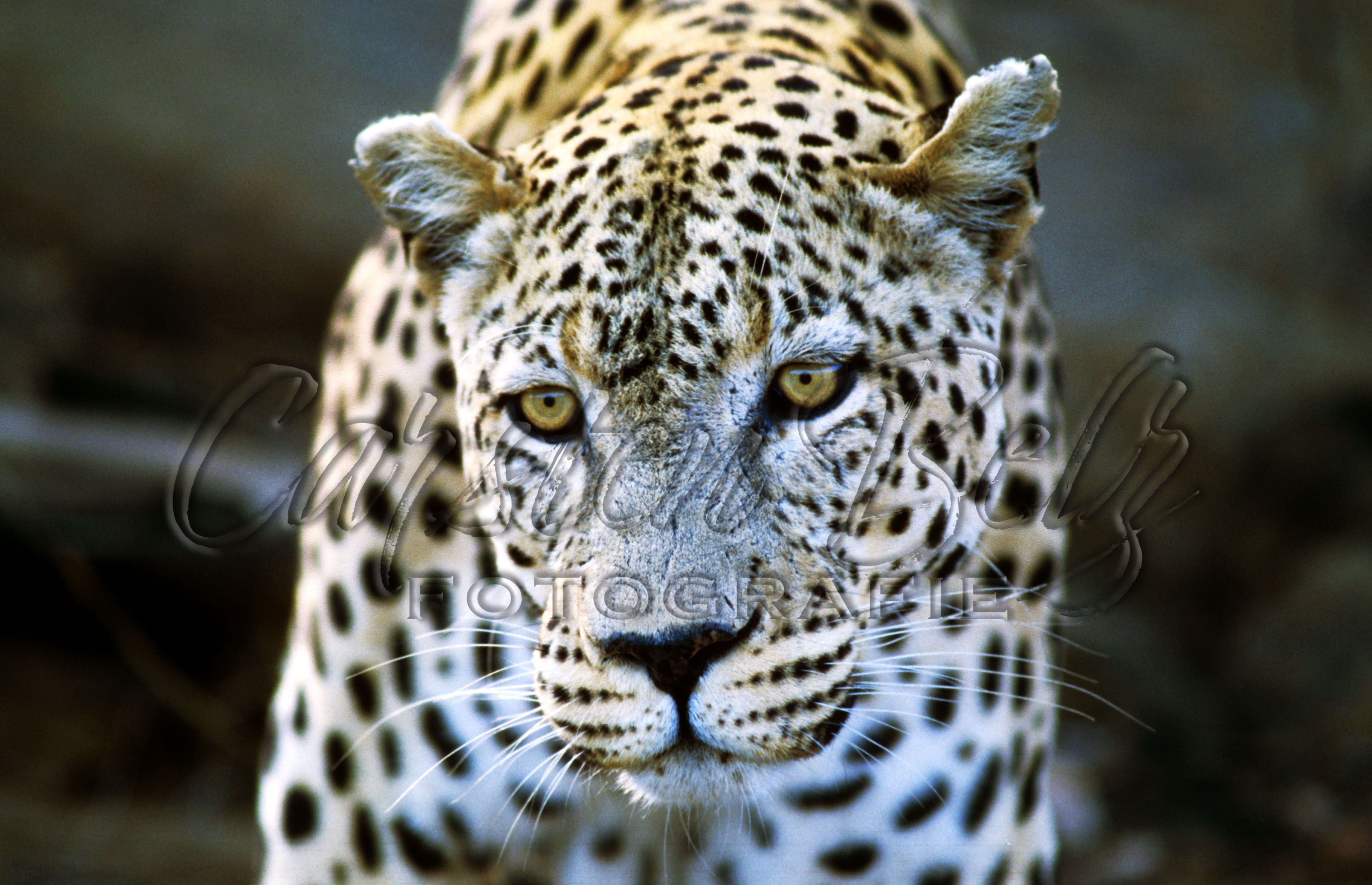 Leopard 1