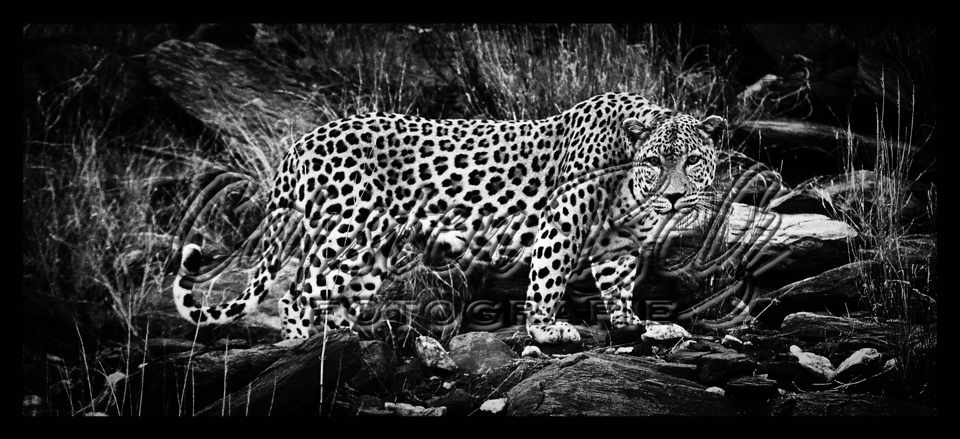 Leopard 4