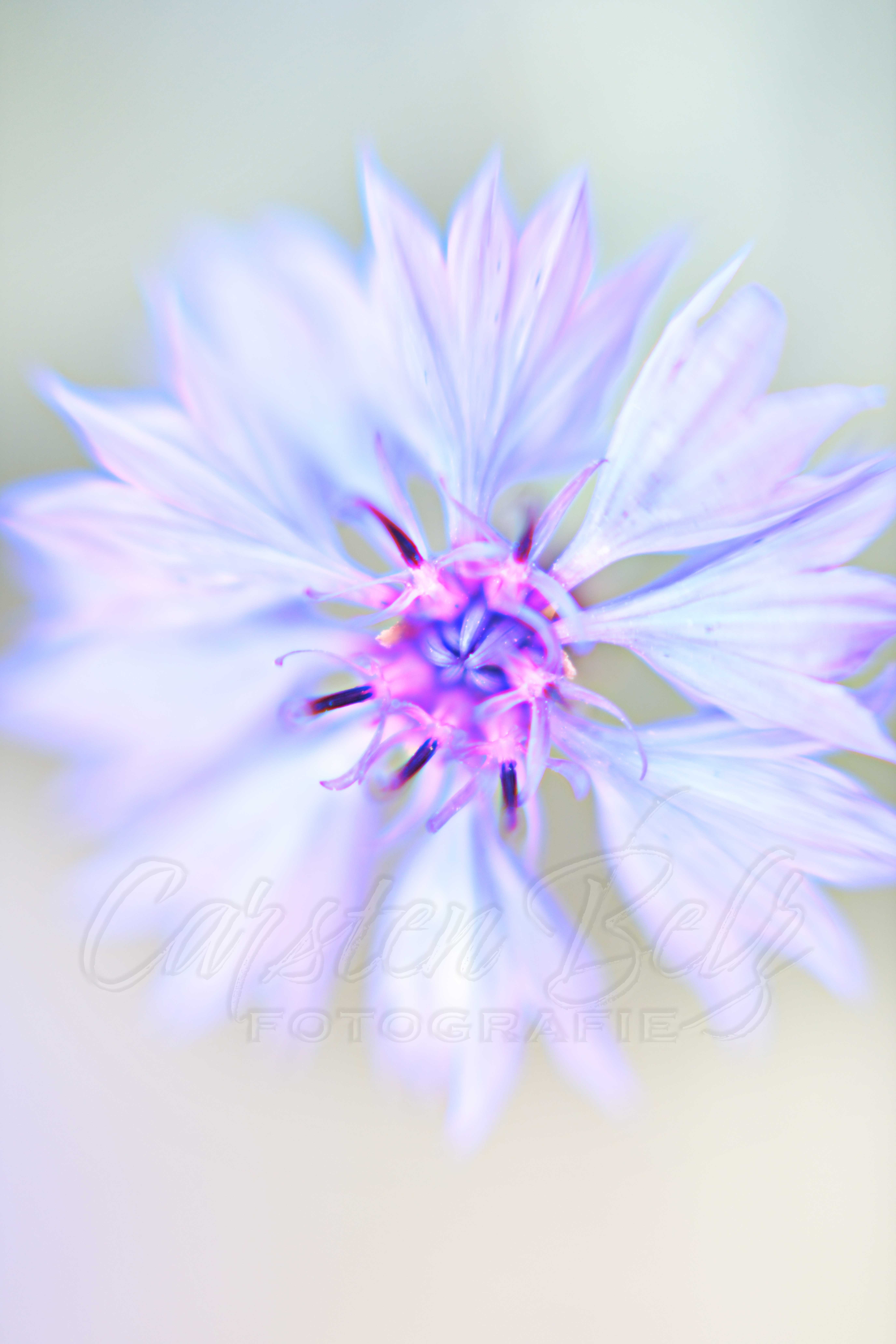 Macroblume-2