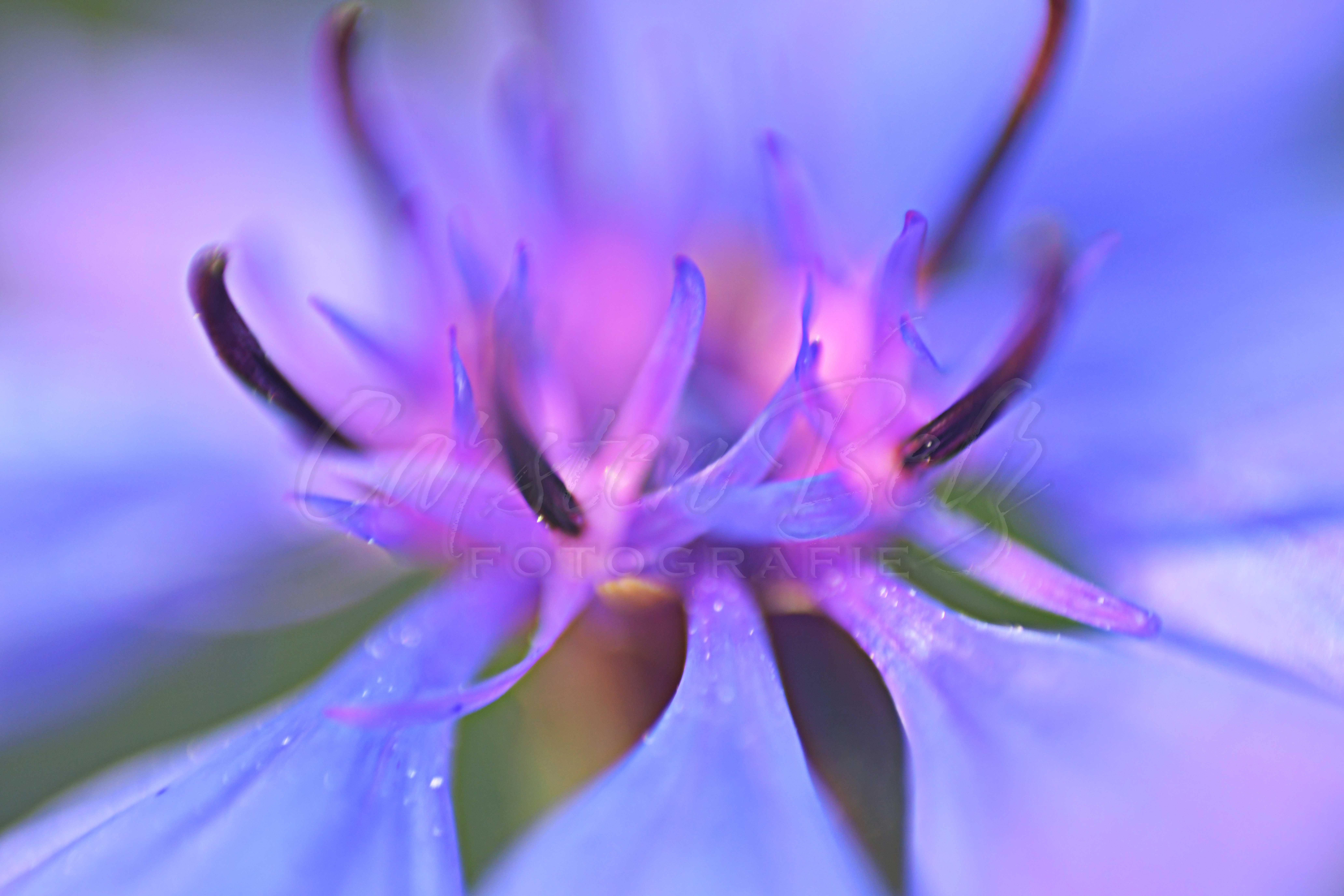 Macroblume-3