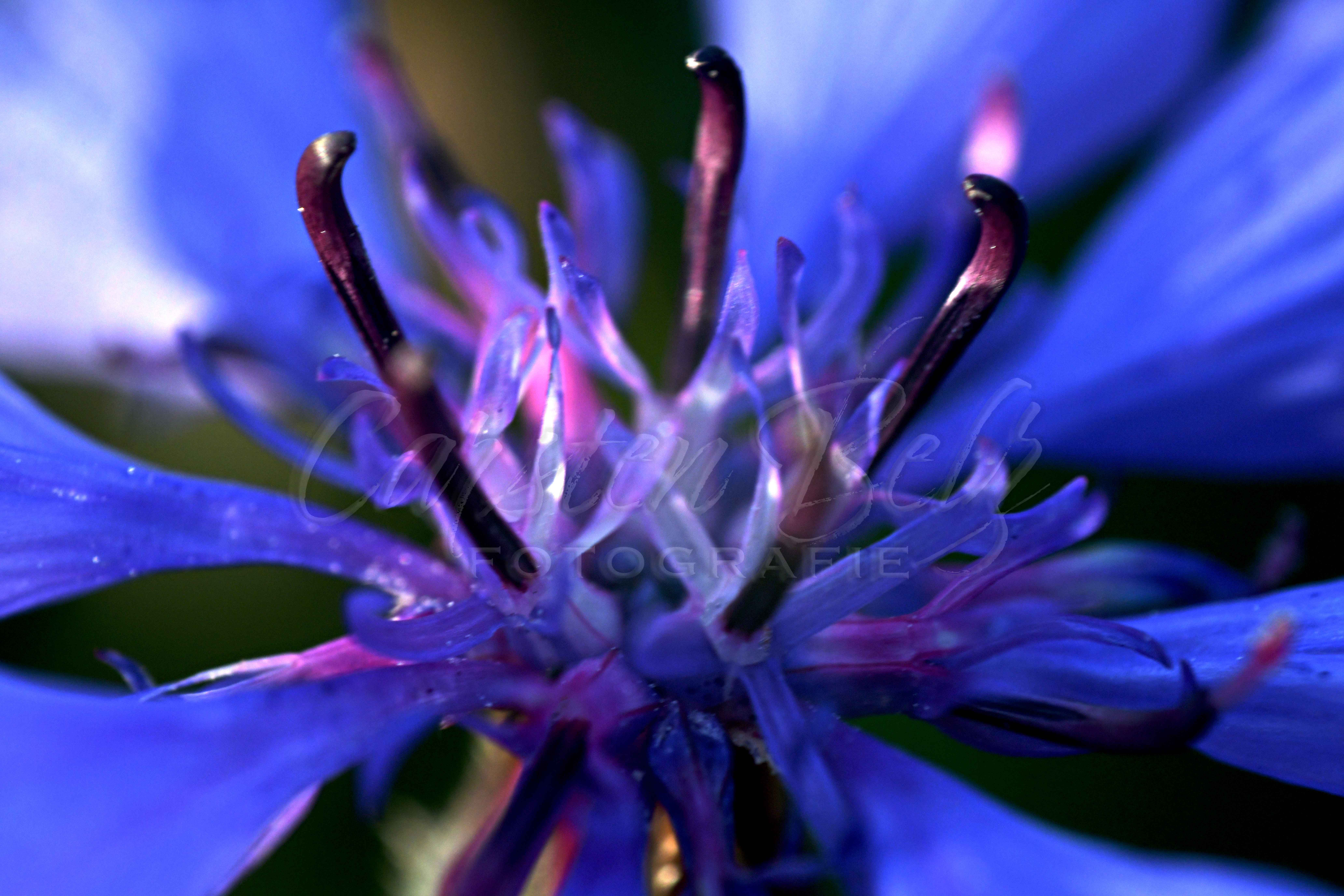 Macroblume-4