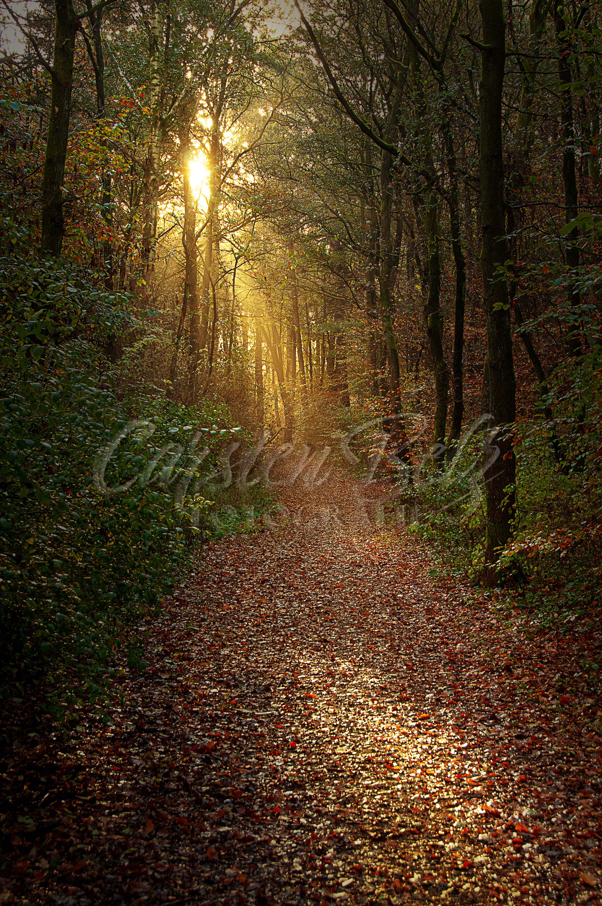 Waldweg 1
